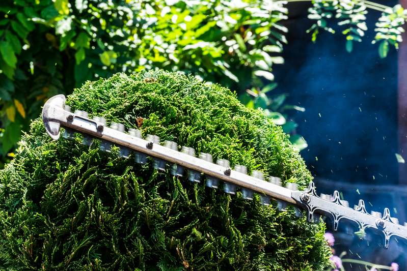 Gardener using a modern hedge trimmer to shape a neat green hedge under soft daylight